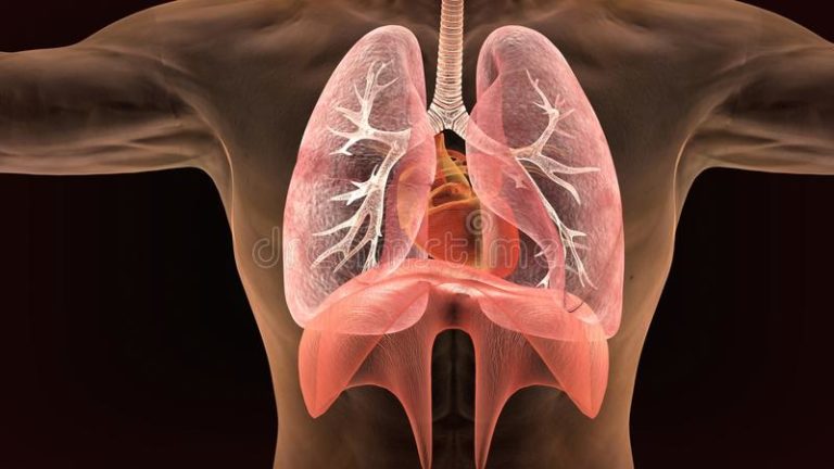 Efecto a corto plazo de las técnicas manuales osteopáticas (OMT) sobre la función respiratoria en individuos sanos